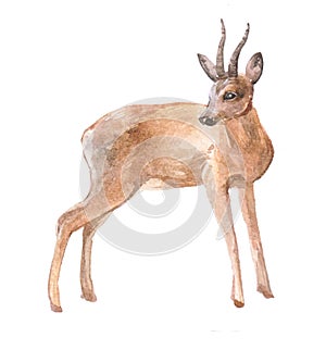 Watercolor roe deer  animal