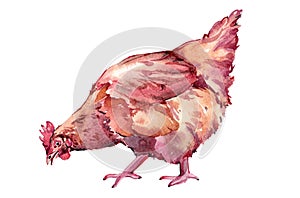 Watercolor rooster chicken cock animal illustration isolated