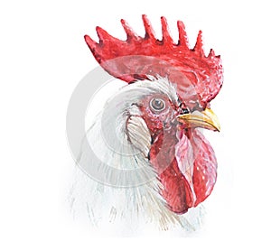 Watercolor rooster chicken cock animal photo