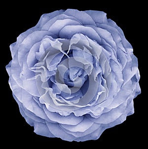 Watercolor rose blue flower on white isolated background with clipping path. Closeup. For design.