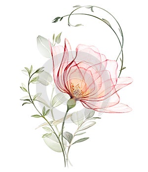 Watercolor Rose with eucalyptus branches. Big transparent peach flower with curved plants. Pastel beige composition in
