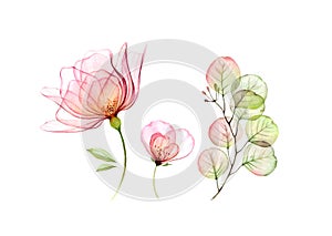 Watercolor Rose floral set. Transparent big and small flowers, Eucalyptus branch isolated on white. Botanical photo