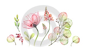 Watercolor Rose floral set. Transparent poppy, fresia flowers, Eucalyptus branch, berries isolated on white. Botanical