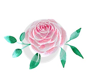 Watercolor rose flowers bouquet illustration