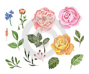 Watercolor collection of pink and orange roses, buds and green leaves on white background. Hand drawn beautiful flowers