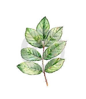 Watercolor rose leaves. Botanical illustration with green branch isolated on white. Detailed realistic foliage. Floral