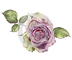 Watercolor rose with leaves. Hand painted vintage floral illustr