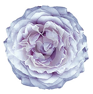 Watercolor rose light purple flower on white isolated background with clipping path. Closeup. For design.