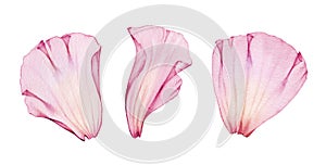 Watercolor rose petals set. Three pink transparent petals in x-ray. Big floral ornament with fine details. Realistic