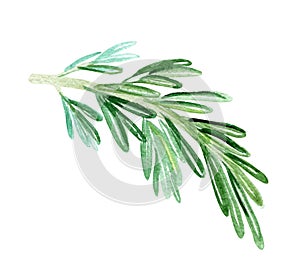 Watercolor green rosemary branch on white background