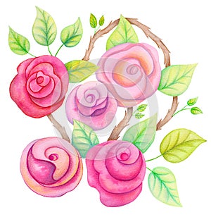 Watercolor roses