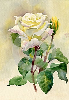 Akvarel ruže 