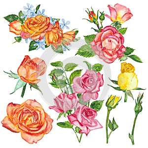 Watercolor roses flowers floral paint illustration with clipping parts isolated on white background