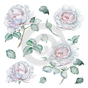 Watercolor Roses Set. Flowers, bud and leaves