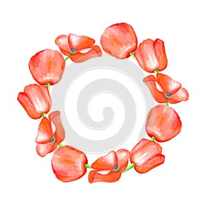 Watercolor round floral frame. Red Poppy flowers wreath. Remembrance poppy isolated on white background. Template for
