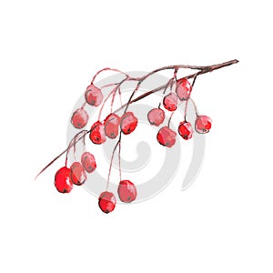 Watercolor rowanberries on white background