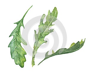 Watercolor rucola salad leaves