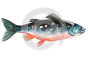 Watercolor salmon fish