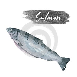 Watercolor salmon fish drawn by hand isolated