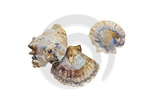 Watercolor scallop and rapana seashells. Realistic color illustration of shells and sealife