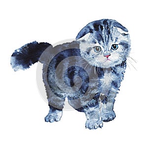 Watercolor scottish fold kitten