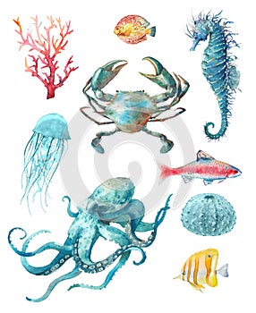 Watercolor sea animal