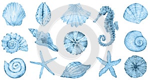Watercolor sea collection - blue shells, seahorse, sea star. Original hand drawn illustration in vintage style