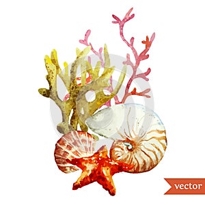Watercolor, , sea, coral, shell