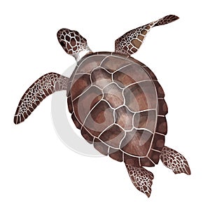 Watercolor Sea green turtle isolated on white background.