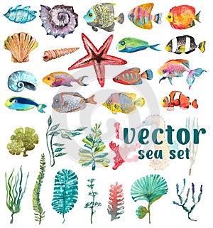 Watercolor Sea Life,Seaweed, Shell, fish