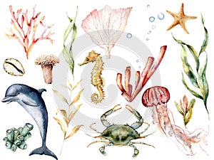 Watercolor sea life set. Hand painted coral reef, dolphin, crab, seahorse, jellyfish, starfish and laminaria isolated on