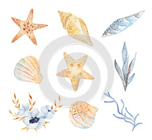 Watercolor sea set of starfish, seashells, conch, peonies on an isolated white background. underwater world hand drawing