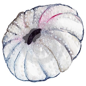 Watercolor sea shell urchin isolated clip art vector