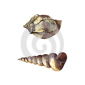 Watercolor sea shells. Isolated on white background. Watercolor hand drawn illustration. Designed for flyers, banners