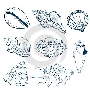 Watercolor sea shells line art set. Hand painted underwater element illustration isolated on white background. Aquatic