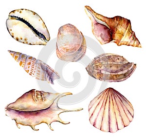 Watercolor sea shells set. Hand painted underwater element illustration isolated on white background. Aquatic