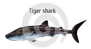 Watercolor sea tiger shark. Requiem shark isolated on white background. For design, prints, background, t-shirt