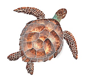 Watercolor sea turtle. Hand drawn illustration isolated on a white background. The image of sea creatures swimming