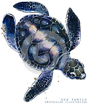 Watercolor sea turtle illustration.