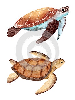 Watercolor sea turtle tortoise hand drawn illustration, ocean underwater marine nautical design, endangered species