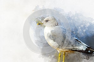 Watercolor seagull hand drawn illustration. Bird illustration