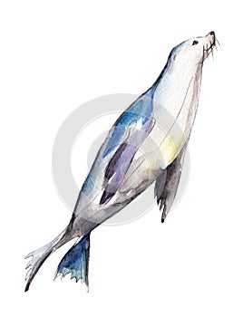 Watercolor seal, hand-drawn illustration isolated on white.