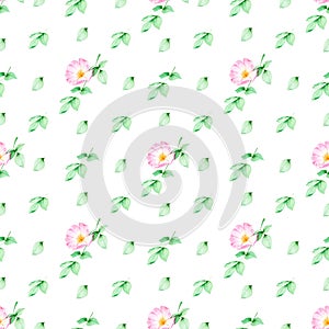 Watercolor seamless floral pattern with Rosehip wild rose flower with green leaves.On white background