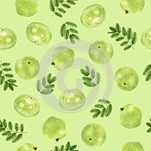 Watercolor seamless pattern amla on a color background.