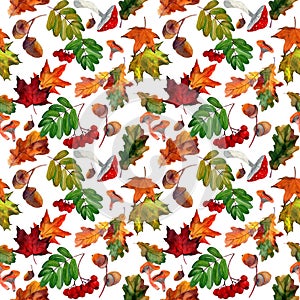 Watercolor seamless pattern with autumn red rowan, yellow maple foliage, oak leaves, acorns on white background.