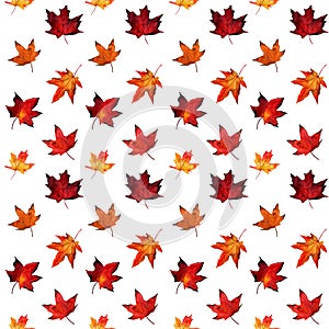 Watercolor seamless pattern with autumn red and yellow maple foliage on white background.