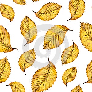 Watercolor seamless pattern autumn yellow leaves of elm