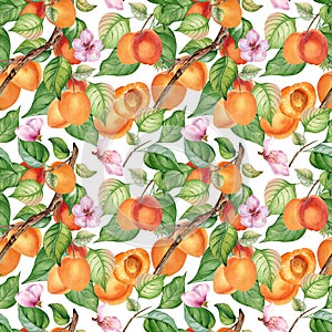 Watercolor seamless pattern of branch with apricot, green leaves isolated on white. Painting fruit tree, fruitage hand