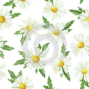 Watercolor seamless pattern with chamomile flowers and leaves isolated on white background. cute print with wildflowers, simple pa
