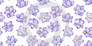 Watercolor seamless pattern with freesia flower buds. Hand drawn color repeat backdrop